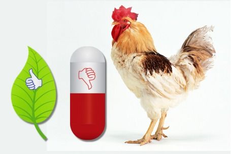 植物提取物飼料添加劑 畜牧行業(yè)21世紀(jì)的熱門趨勢